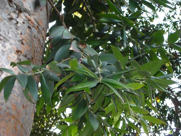 Descripci�n: D:\PUBLIC\trabajandolos\chloris chilensis pdf-enciclopedia\Fichas enciclopedicas\agathis\agathis australis (web)_archivos\image004.jpg